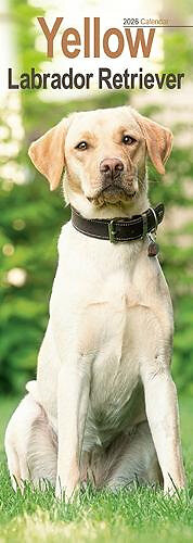 Labrador Retriever Black Calendar 2026 Buy? Simply order online Labrador Retriever Black Calendar 2026 Buy? Simply order online
