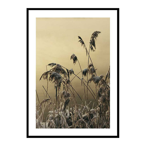 Fran Reed Reed Artist Gallerix Poster Winter Reed No2 3741-70x100, Från 429 kr